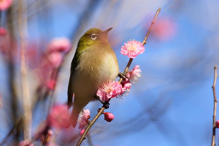 梅と河津桜のメジロ_b0191934_22184973.jpg