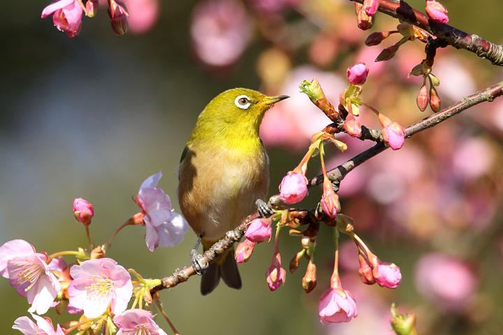 梅と河津桜のメジロ_b0191934_22203297.jpg