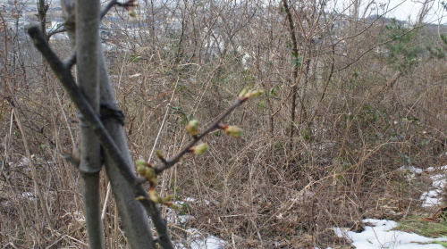 河津桜が気になりだした_e0166734_19320173.jpg