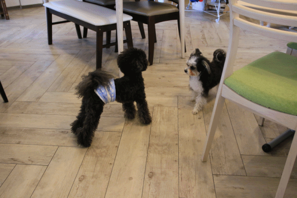 c0145250_09290309.gif