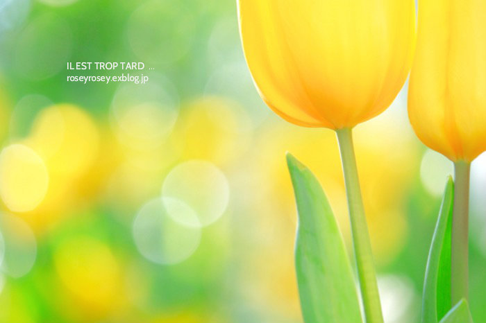 tulip_a0271251_00043021.jpg