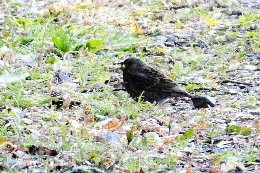 クロジ、モズ、寒桜　_b0236251_11245458.jpg