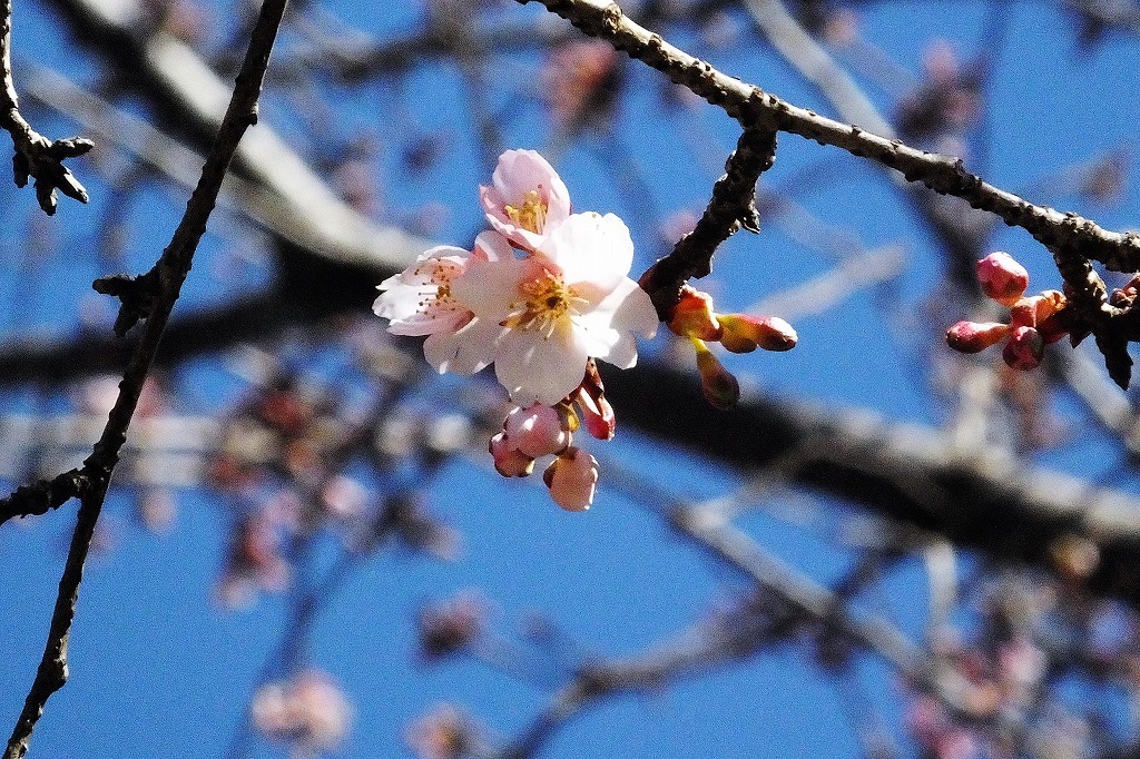 クロジ、モズ、寒桜　_b0236251_11253542.jpg