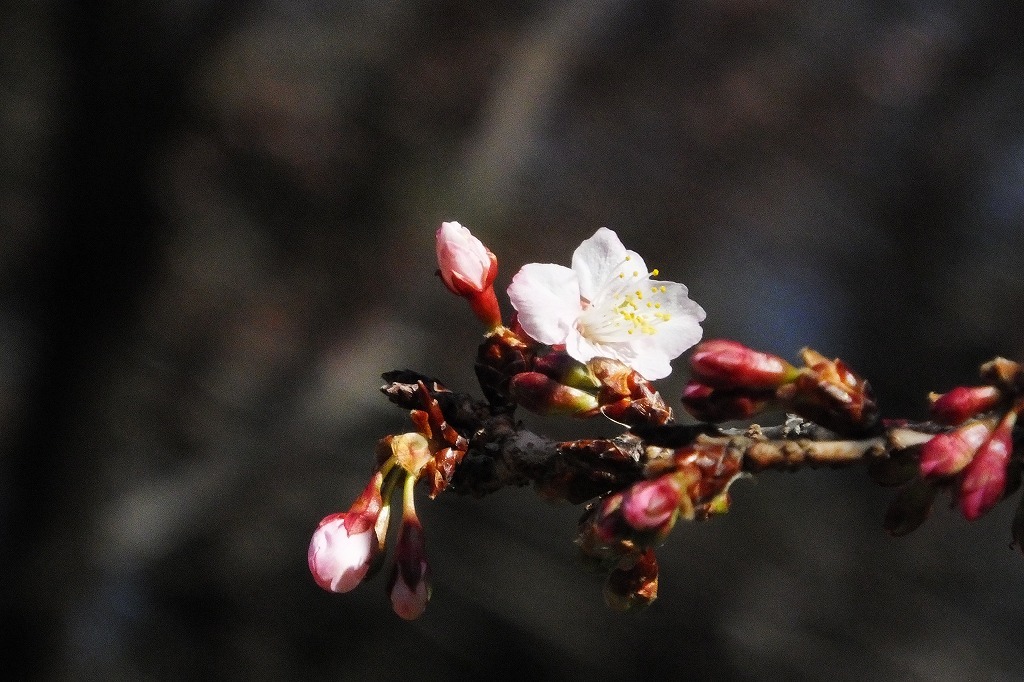 クロジ、モズ、寒桜　_b0236251_11253965.jpg