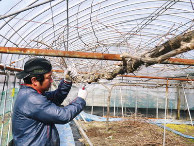 熊本ぶどう 社方園 匠の剪定作業2017_a0254656_17294343.jpg
