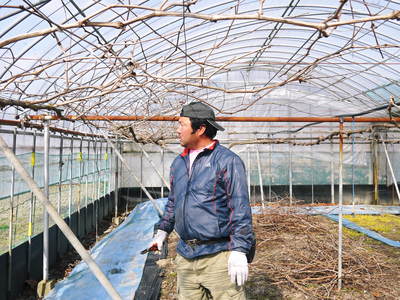 熊本ぶどう 社方園 匠の剪定作業2017_a0254656_17313545.jpg