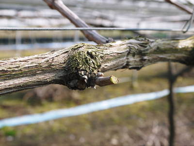 熊本ぶどう　社方園　匠の剪定作業2017_a0254656_17381195.jpg