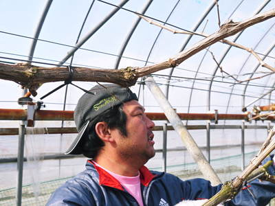 熊本ぶどう 社方園 匠の剪定作業2017_a0254656_17424354.jpg