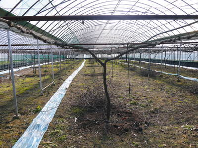 熊本ぶどう 社方園 匠の剪定作業2017_a0254656_17475675.jpg