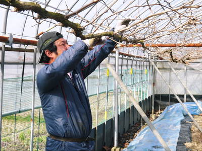 熊本ぶどう　社方園　匠の剪定作業2017_a0254656_18121112.jpg