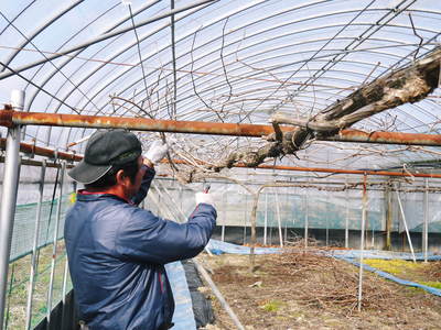 熊本ぶどう　社方園　匠の剪定作業2017_a0254656_18153514.jpg