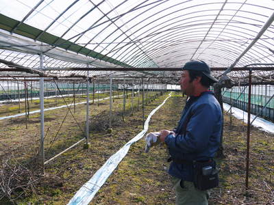 熊本ぶどう 社方園 匠の剪定作業2017_a0254656_18232272.jpg