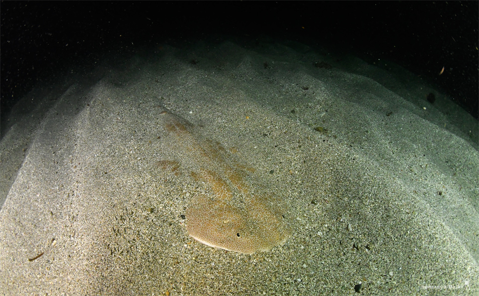 昼は内浦、夜は白野☆須江_e0158261_192693.jpg