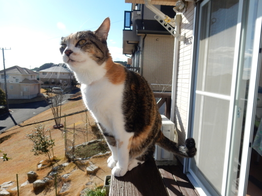 ’17,1,31(火)今日も満点晴れ!_f0060461_11392285.jpg