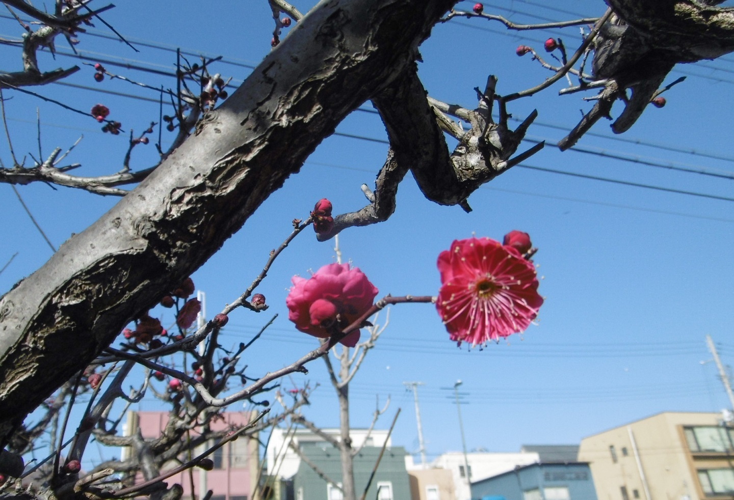 小さい春見つけた。_f0205367_16535504.jpg