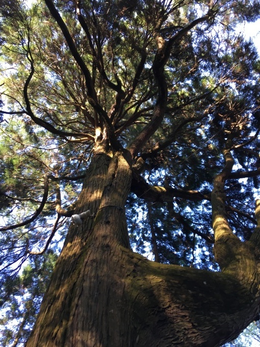 東霧島神社_e0145589_23120960.jpg