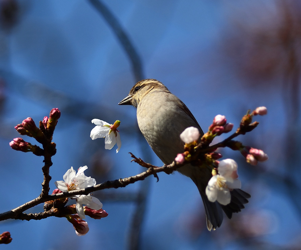 ニューナイスズメ　桜の花ラッパ_e0362696_05295955.jpg