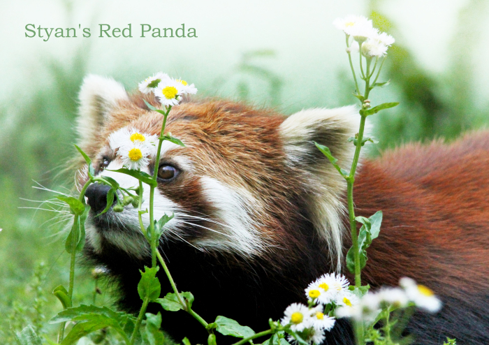 シセンレッサーパンダ：Styan\'s Red Panda _b0249597_05051072.jpg