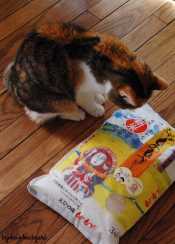 しんまいってなに? (動物・ペット部門)_b0253205_06454643.jpg