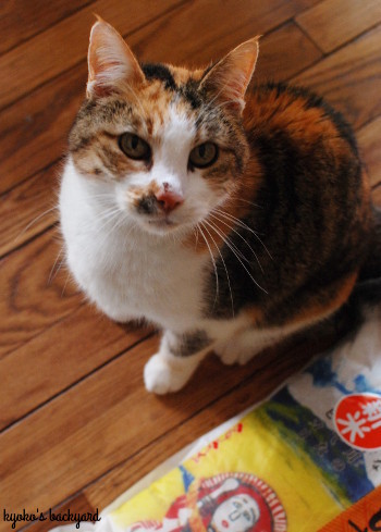 しんまいってなに? (動物・ペット部門)_b0253205_06455874.jpg