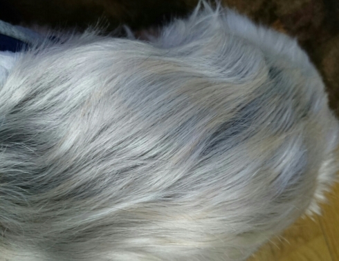 f0171209_13374804.jpg