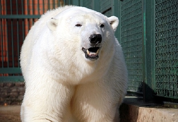 モスクワ動物園 ヴォロコラムスク附属保護施設のミラーナがドイツ・ハノーファー動物園へ_a0151913_2124238.jpg
