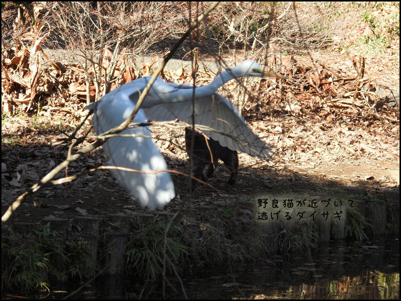 カワセミ君、残念_b0019313_16282994.jpg