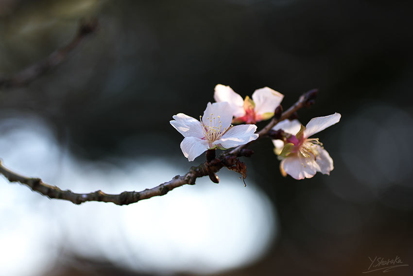 三波川冬桜_f0344614_23150189.jpg