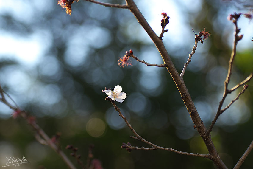 三波川冬桜_f0344614_23364419.jpg