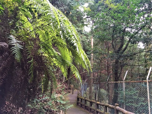 豊田市　猿投山の東海自然歩道と七滝を歩く　　　　　Mount Sanage in Toyata, Aichi_f0308721_2012321.jpg