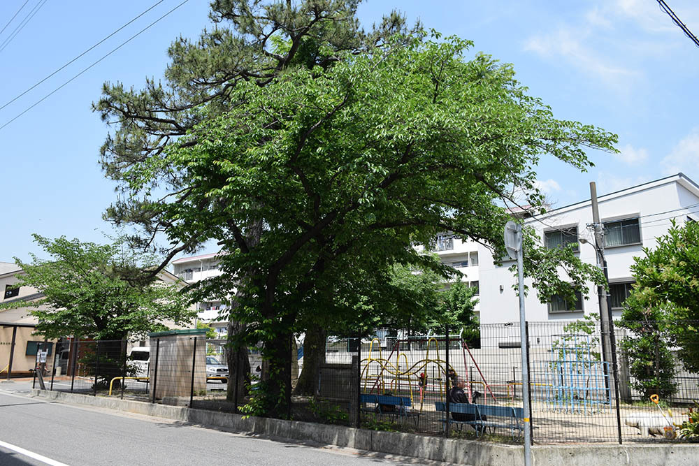 太平記を歩く。 その7 「雀の松原」 神戸市東灘区_e0158128_17123037.jpg