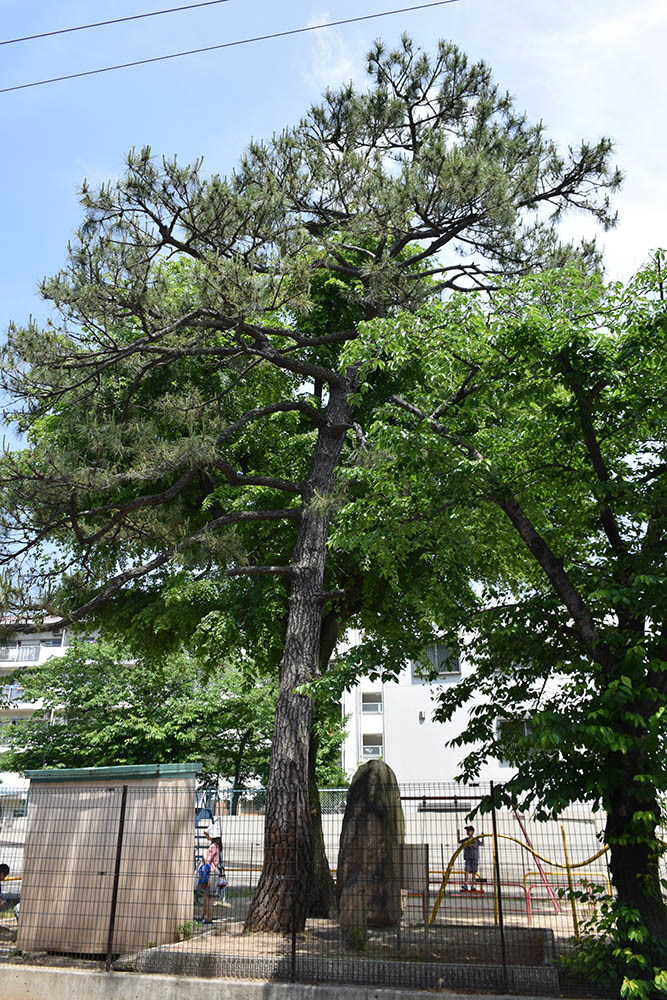 太平記を歩く。 その7 「雀の松原」 神戸市東灘区_e0158128_17222423.jpg