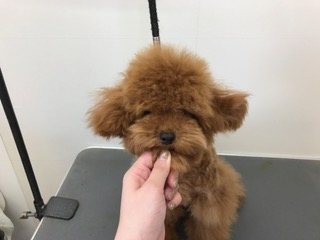 トリミングのお友達_e0268036_15573532.jpg