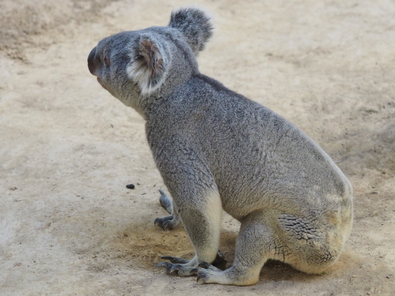 歩くコアラが可愛すぎたので。東山動物園 2017/1/28 : ヒトのたぐい