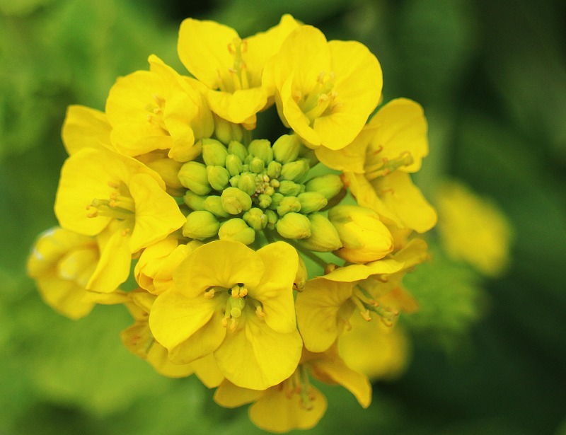 初春のお花　菜種。_e0367039_14453578.jpg