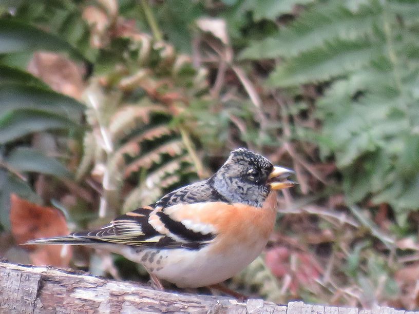 2月1日 曇一時雨 タイトル カシラダカ 蝶 鳥日記 2