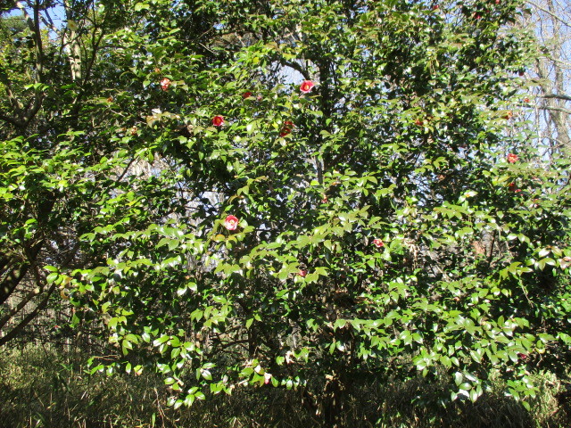 f0362589_19494563.jpg