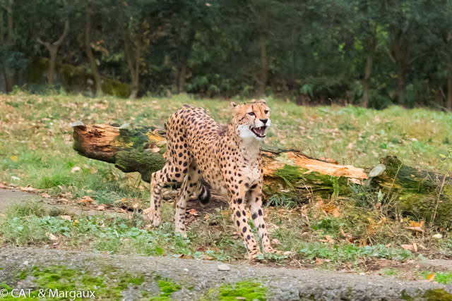 シュレンくん　（動物・ペット部門）_a0331996_22170265.jpg