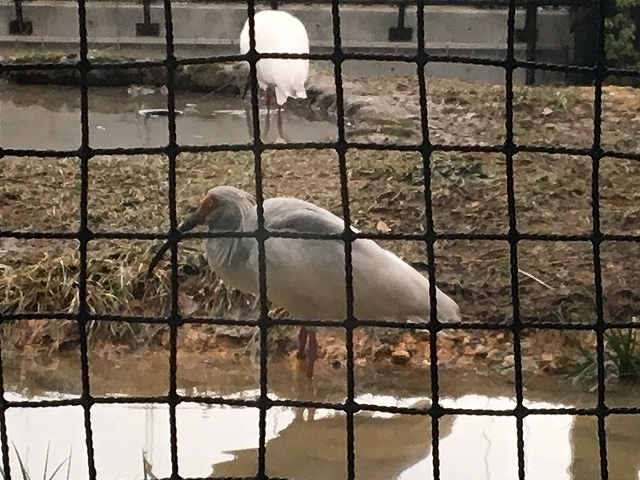 冬のいしかわ動物園_c0201302_22244982.jpg