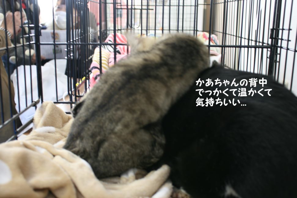 けいと&ぶーたんの初里親会_f0242002_00350914.jpg