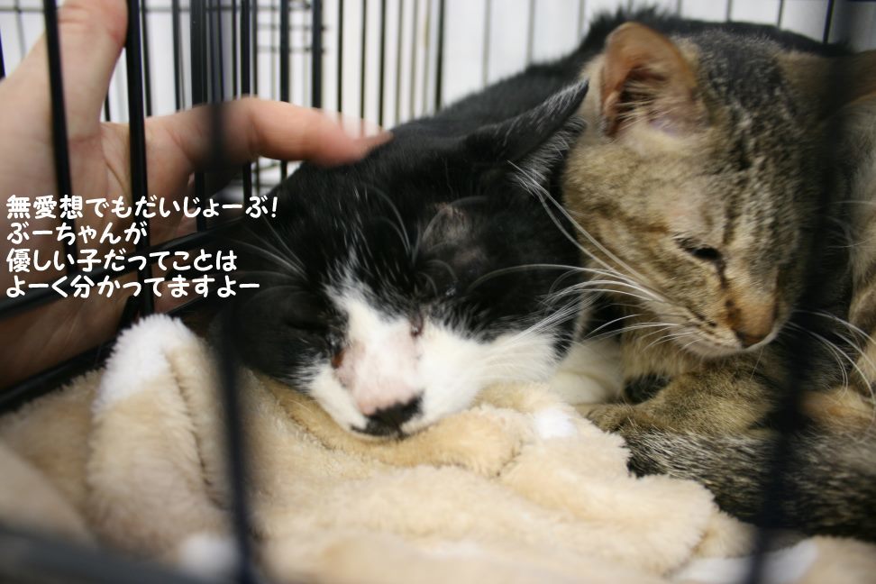 けいと&ぶーたんの初里親会_f0242002_00351534.jpg