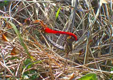 a0117305_23104269.jpg