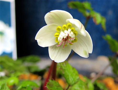 新しく仲間入りの花_a0164011_12233276.jpg