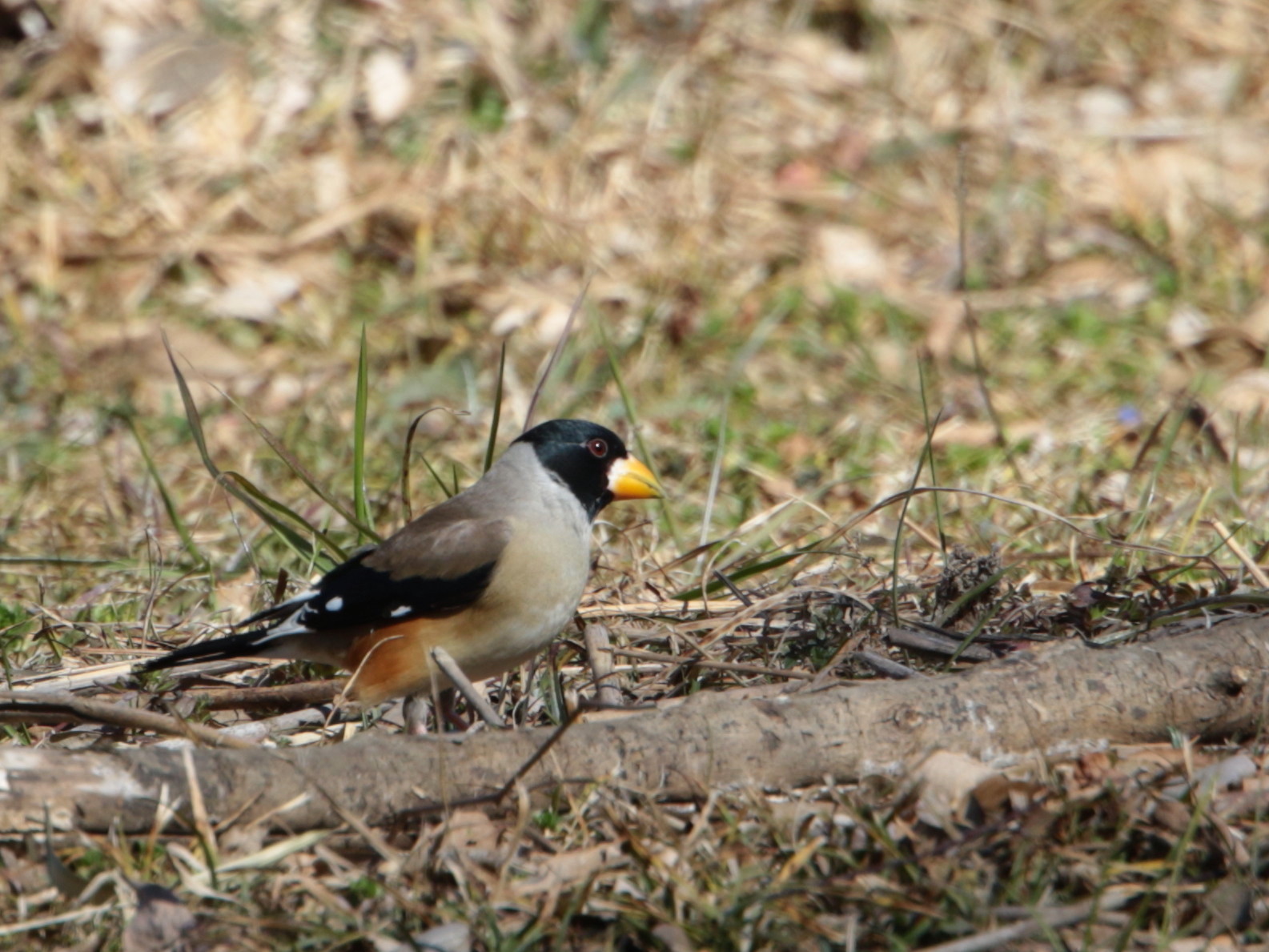 コイカル♂は初見初撮り SJK_d0346713_20032075.jpg