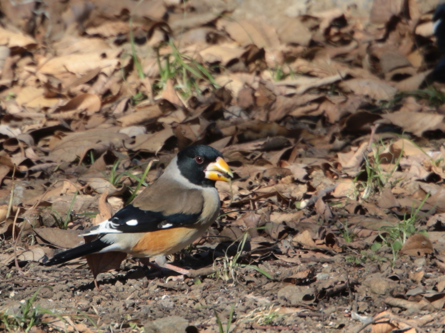 コイカル♂は初見初撮り SJK_d0346713_20043332.jpg