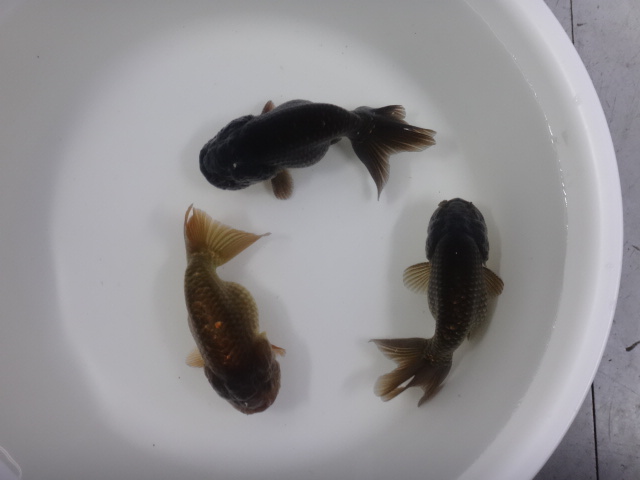 170202　熱帯魚・金魚・淡水魚・水草_f0189122_13212450.jpg