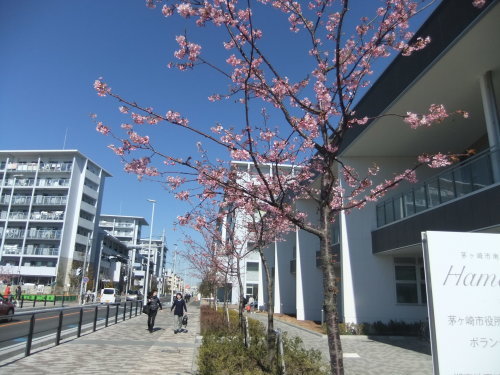 桜にヒヨ...梅にメジロ...川にカモ_b0137932_13020105.jpg