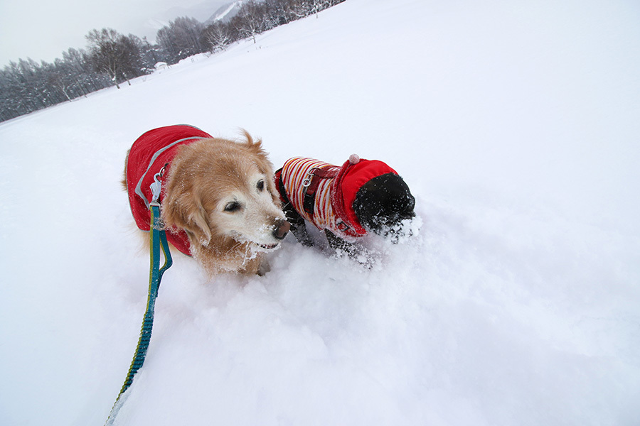 【スノーシュー】2017 1/23 雪深き菅平_c0035245_21234516.jpg