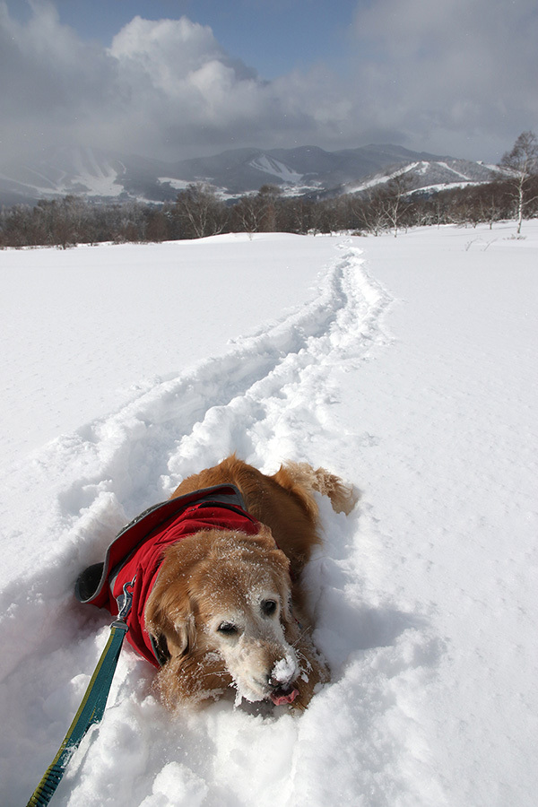 【スノーシュー】2017 1/23 雪深き菅平_c0035245_21432545.jpg