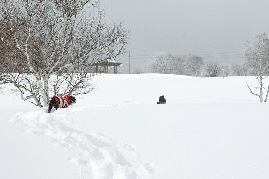 【スノーシュー】2017 1/23 雪深き菅平_c0035245_22043337.jpg